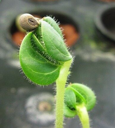 Getting Started With Hydroponic Gardening