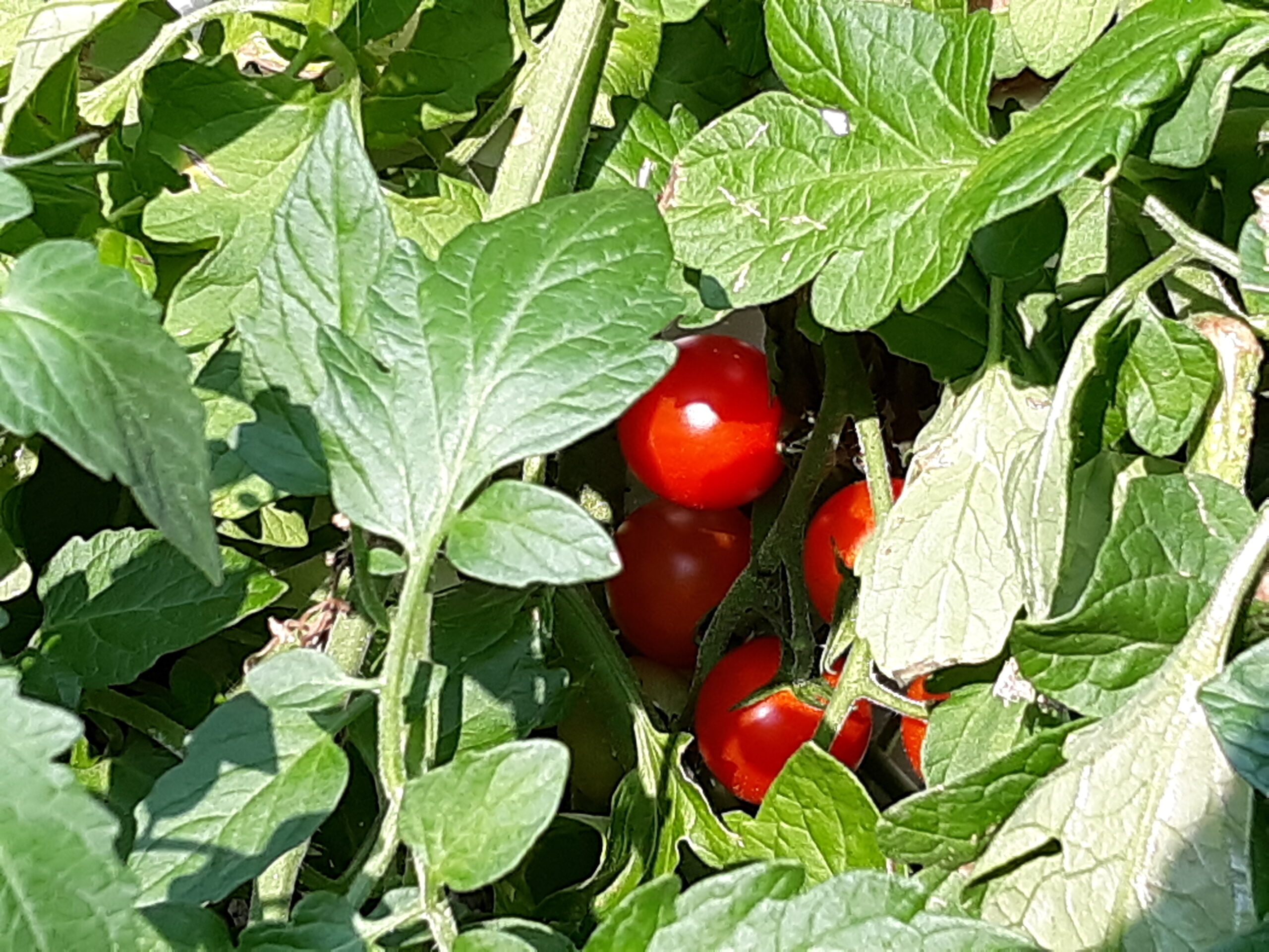 Hydroponic Tomatoes