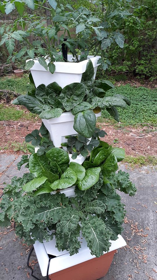 Vertical Growing Spinach