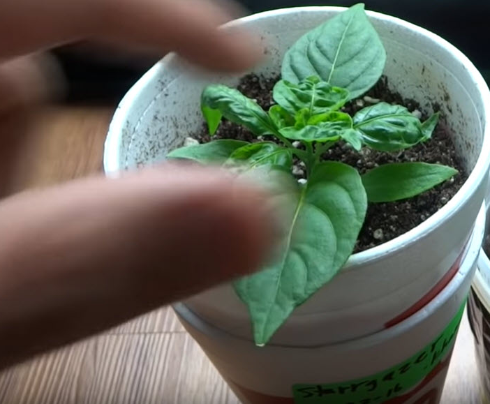 Simple Non-Circulating Hydroponic Systems Made from Soup Containers