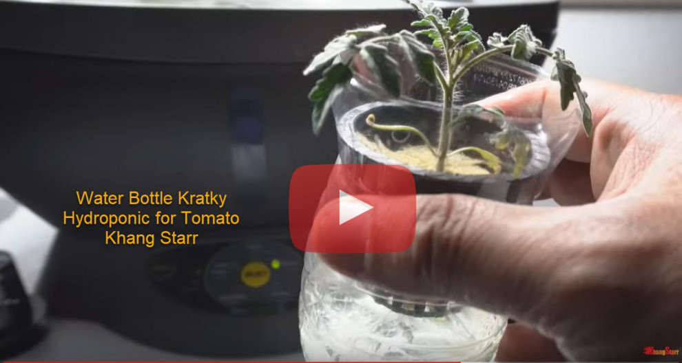 Water Bottle Kratky Hydroponic for Tomato