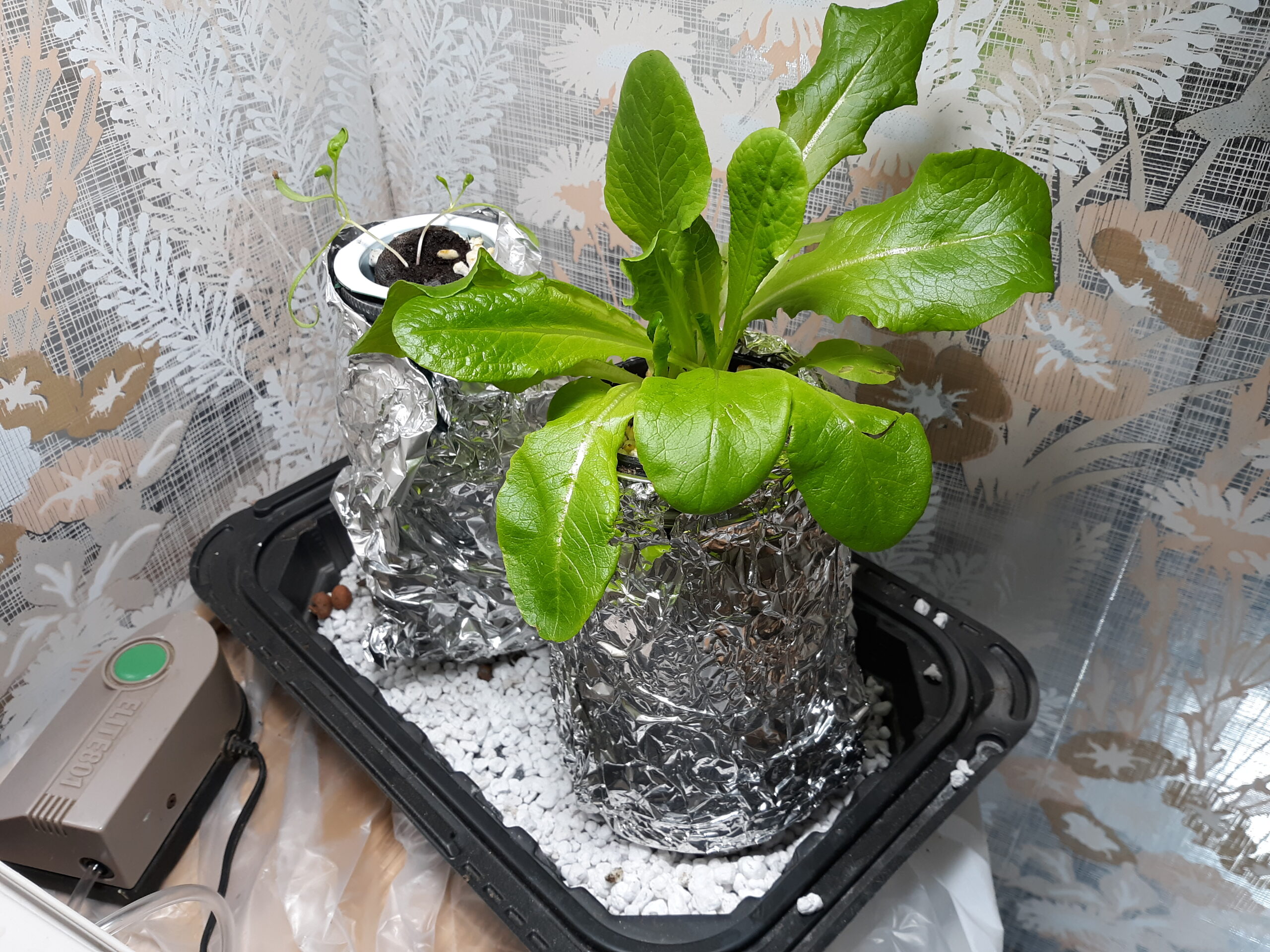 Mason Jar Hydroponics