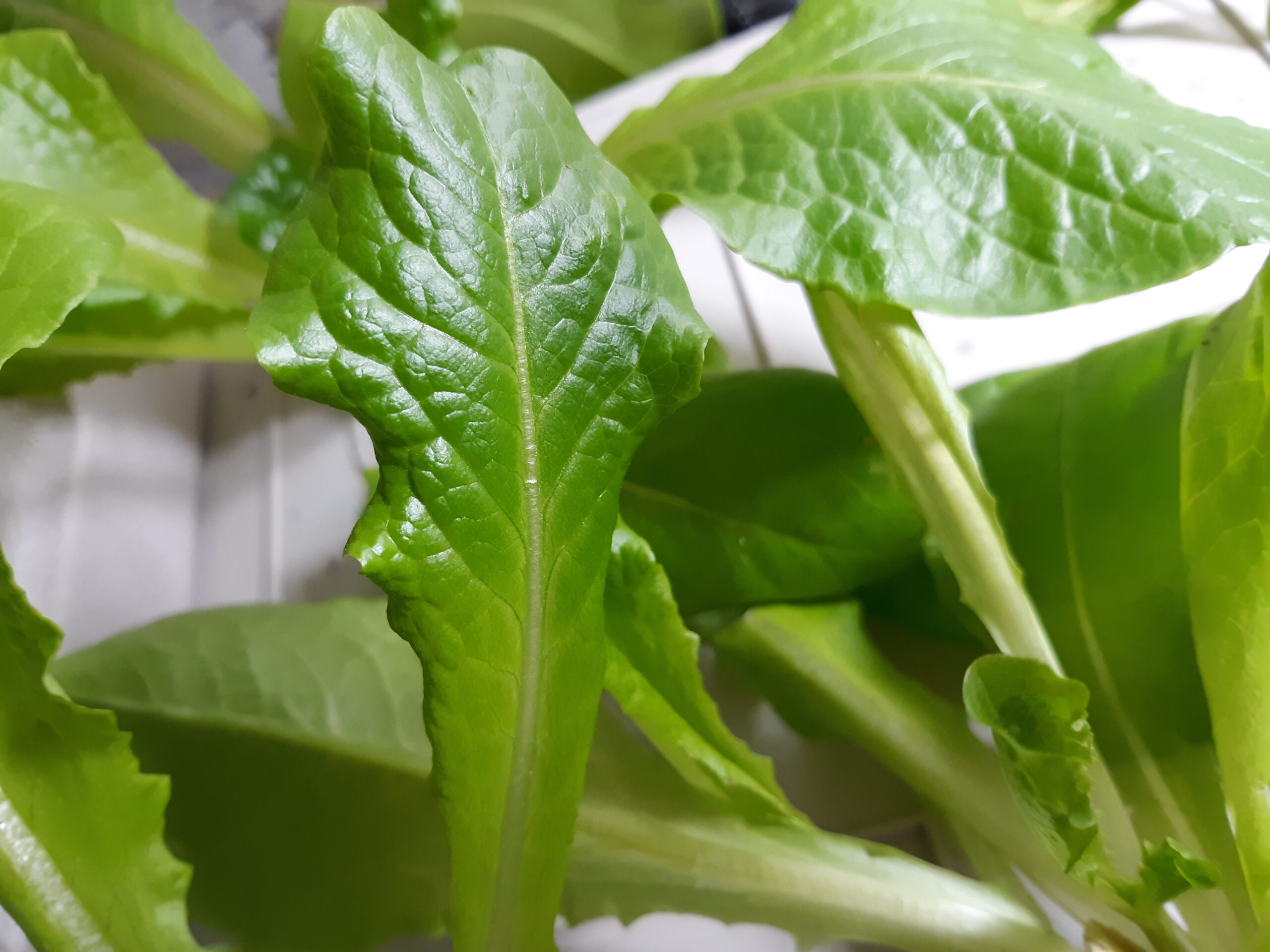 Hydroponic Lettuce