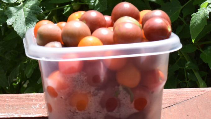 Hydroponic Cherry Tomatoes