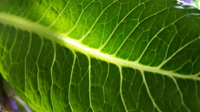 Leaf