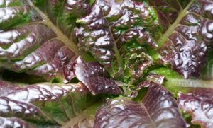 Growing Hydroponic Lettuce