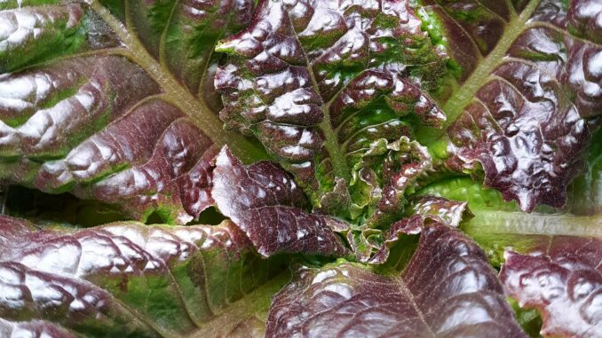 Growing Hydroponic Lettuce