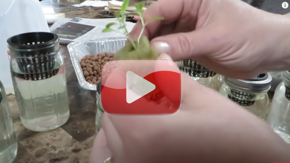 How to Grow Hydroponic Lettuce Using the Kratky Method