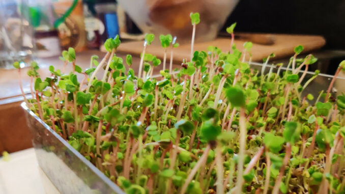 Microgreens are esy