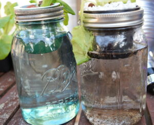 Mason Jar Hydroponics