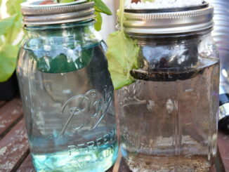 Mason Jar Hydroponics