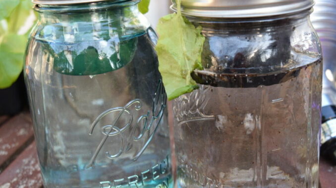 Mason Jar Hydroponics