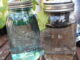 Mason Jar Hydroponics