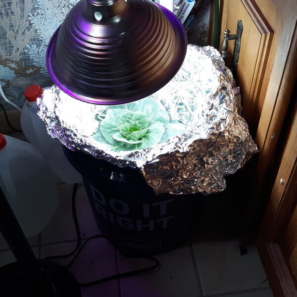  Lettuce growing in a foil-wrapped bucket like it’s auditioning for a sci-fi movie